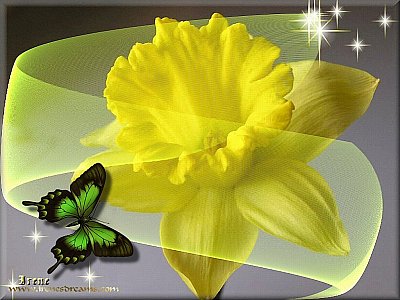 butterflydaffodilsmalll.jpg